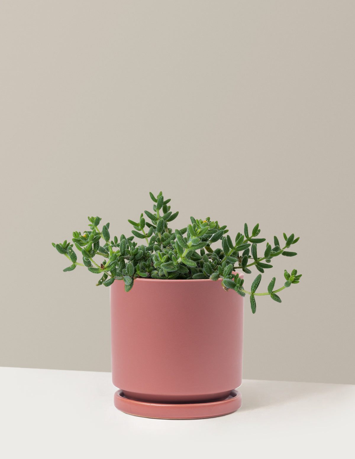 bundle | Medium | Isabella | Dusty Rose