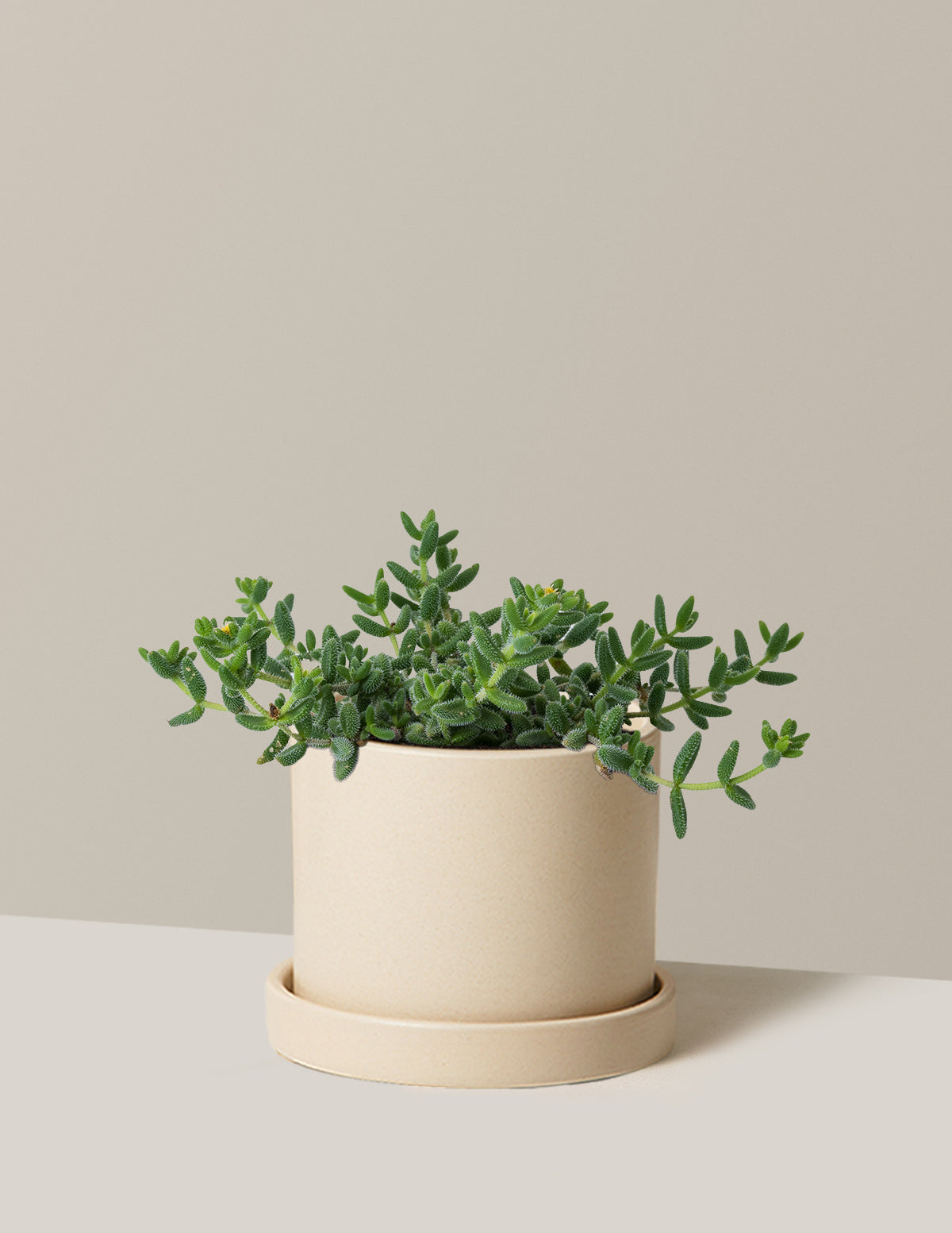 bundle | Medium | Hyde | Cream