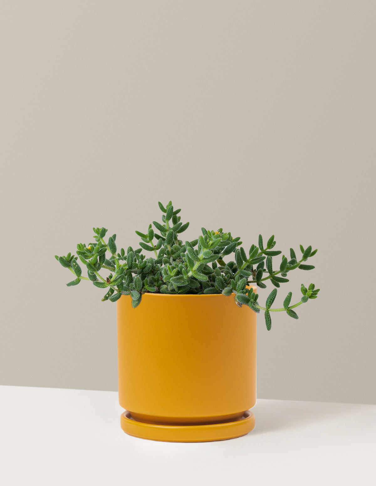 bundle | Medium | Isabella | Mustard