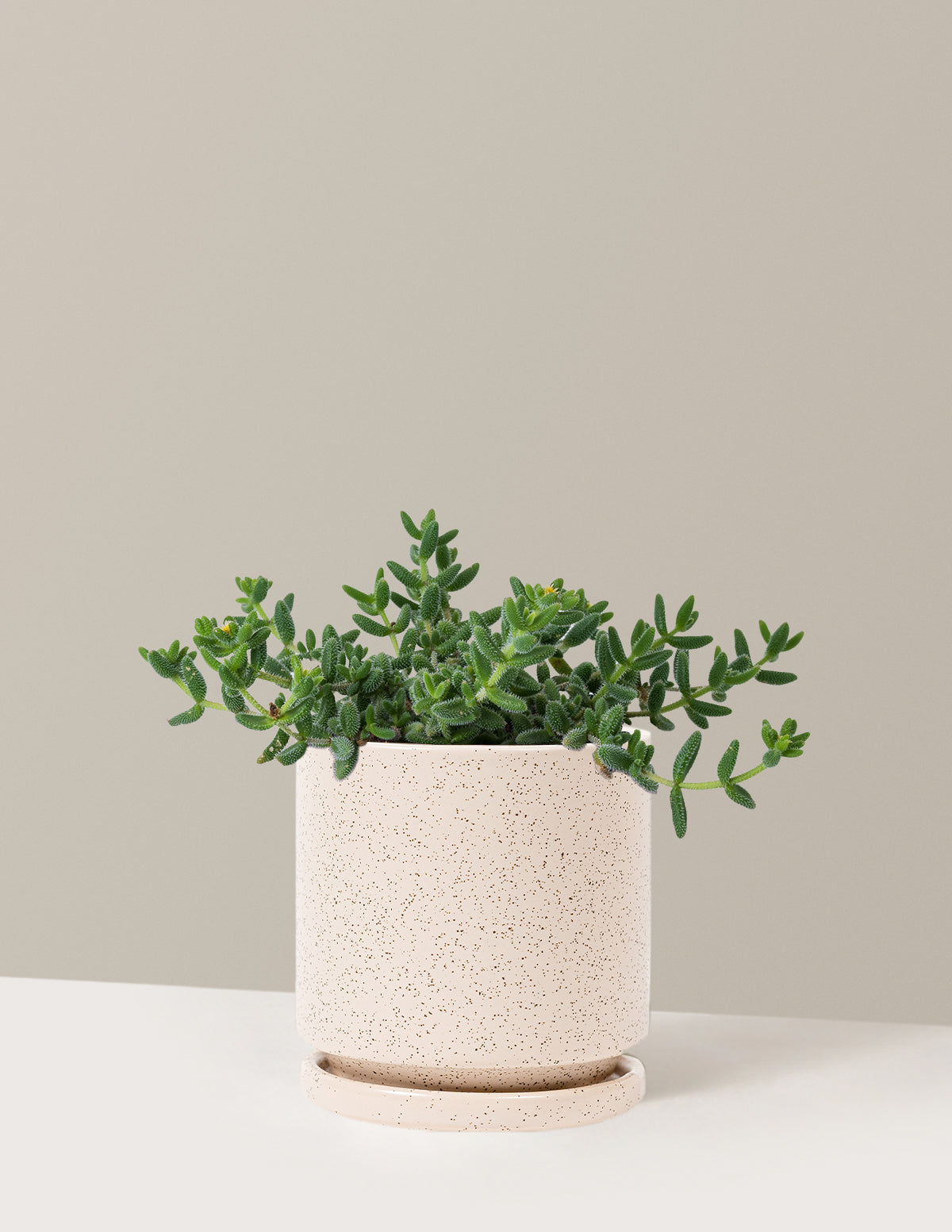 bundle | Medium | Isabella | White Sesame