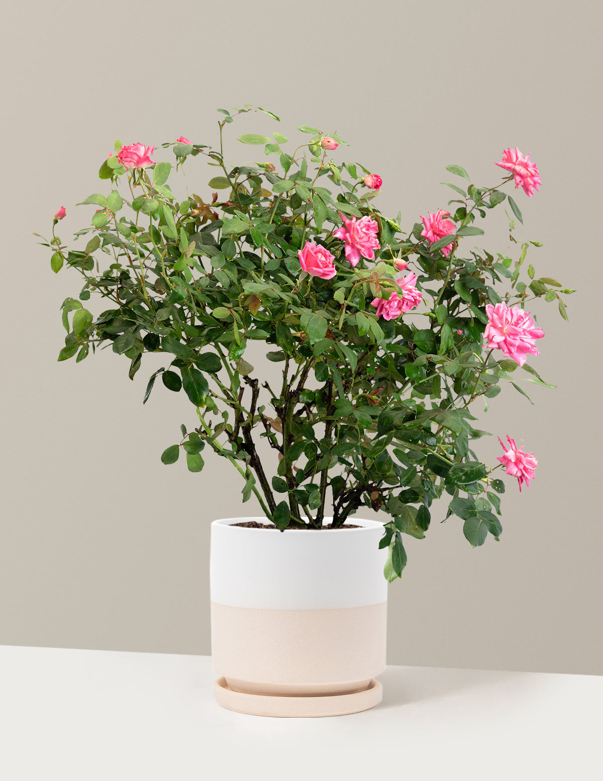 Pink Double Knock Out® Rose
