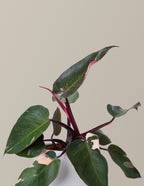 Philodendron Pink Princess