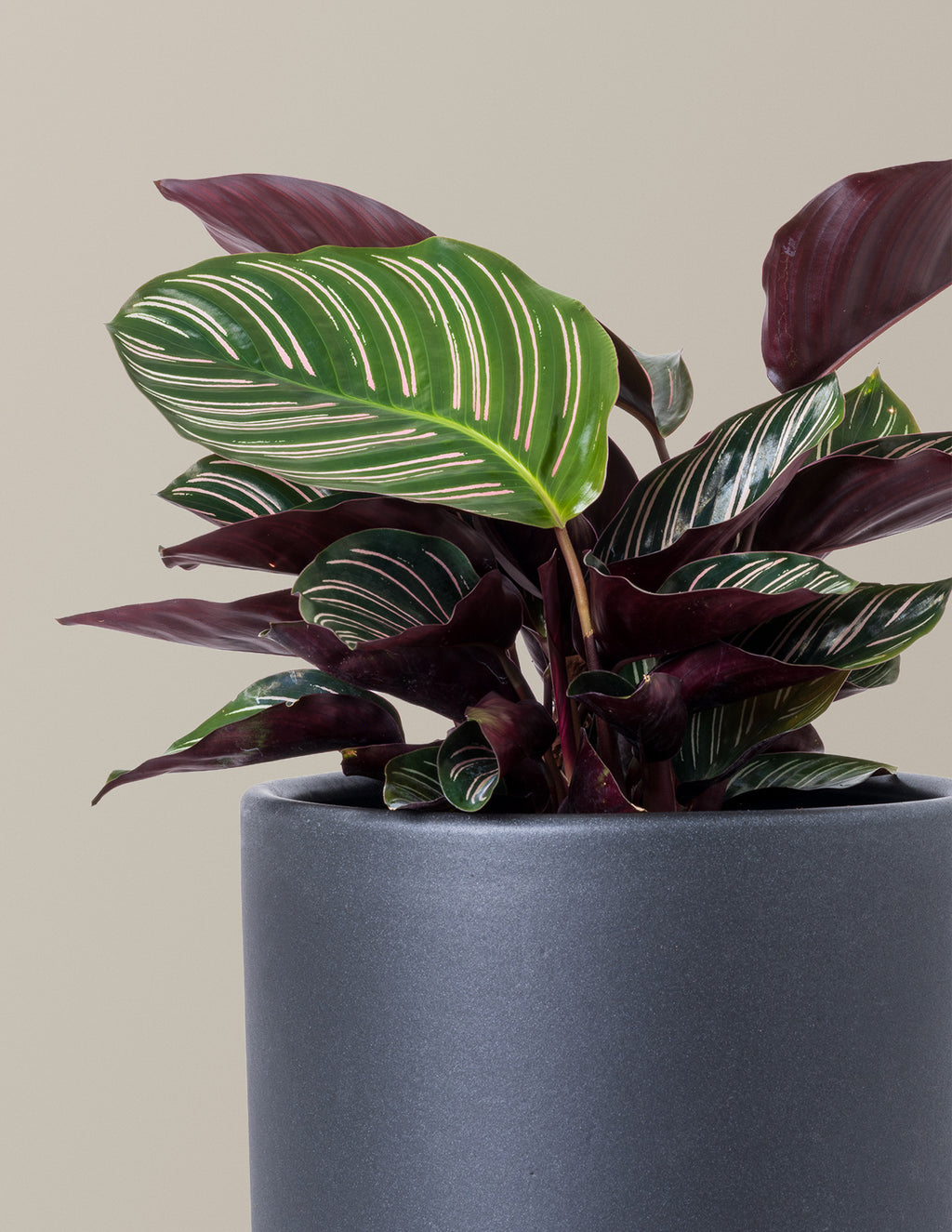 Calathea Pinstripe