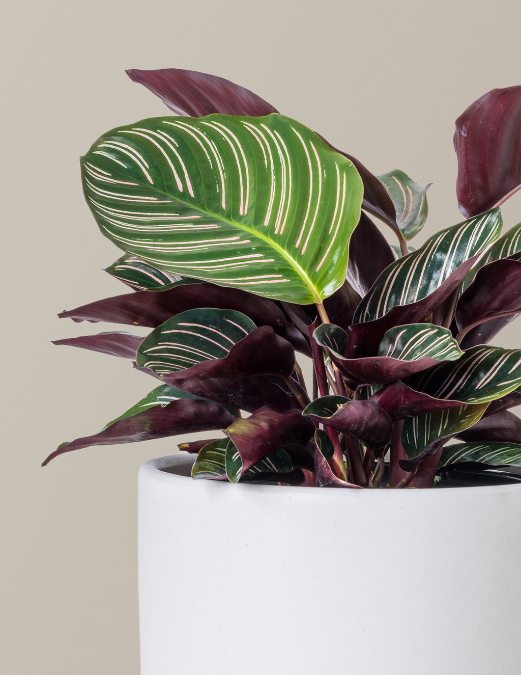 Calathea Pinstripe