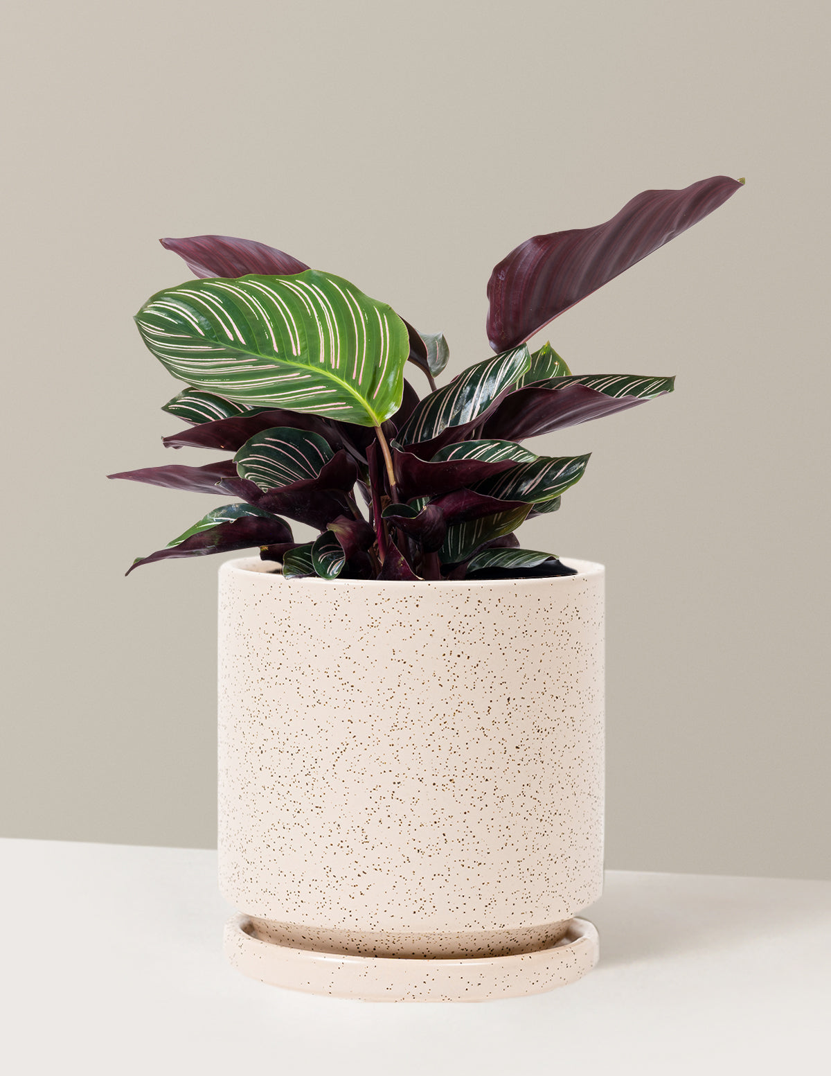 bundle | Medium | Isabella | White Sesame