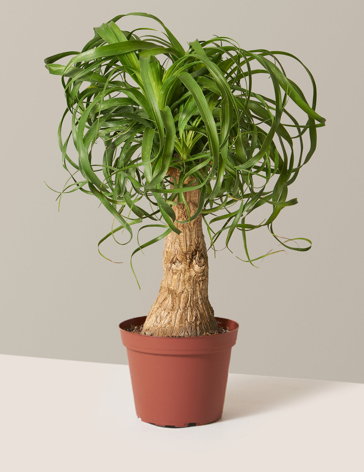 bundle | Medium | Grow Pot
