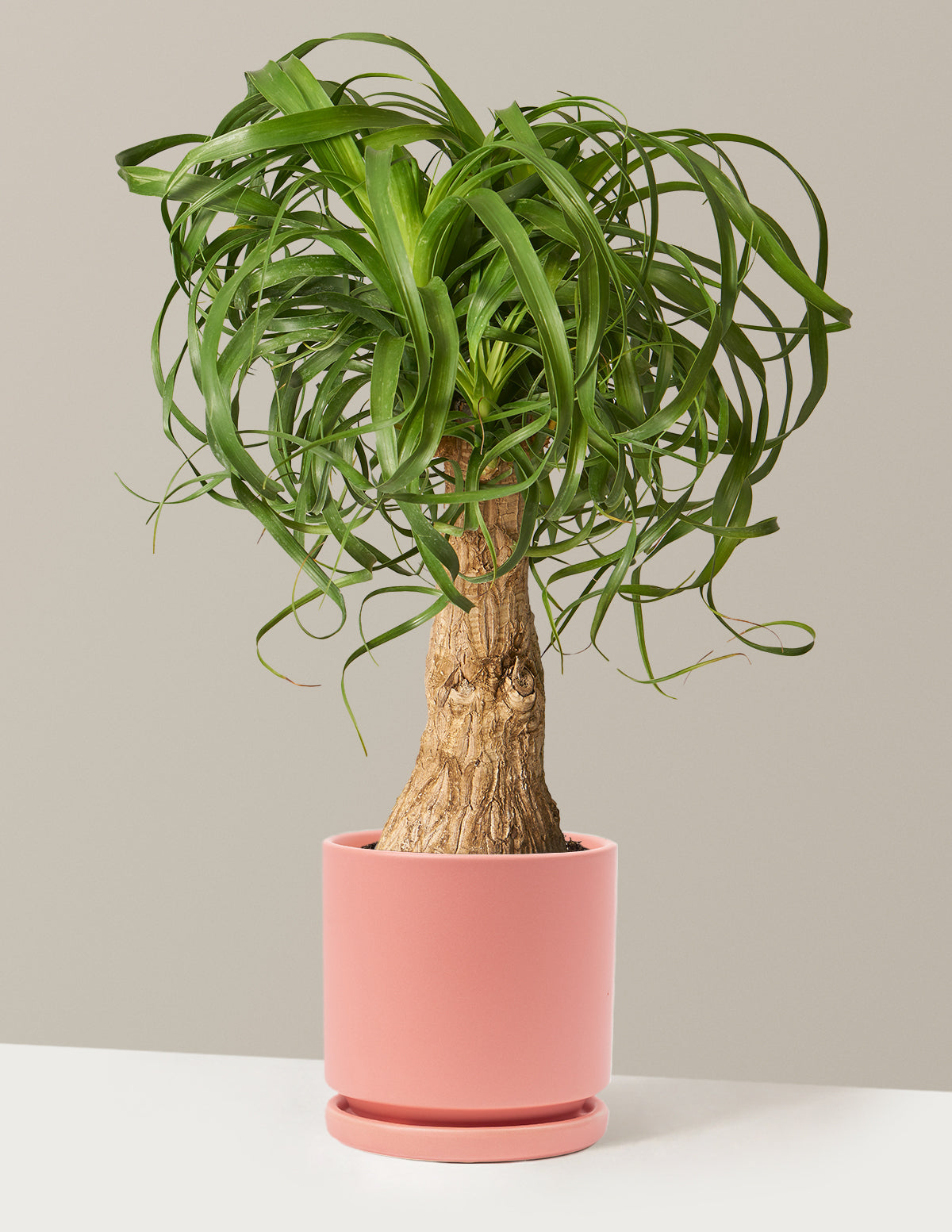 files/the-sill_Medium-Ponytail_palm_Medium_Isabella_Bubblegum_Variant.jpg