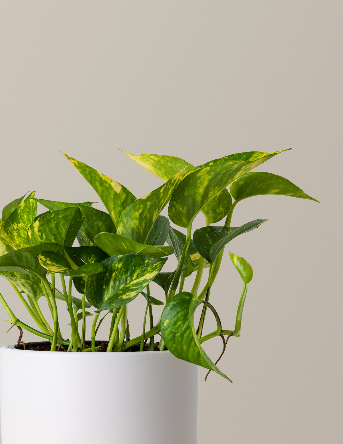 files/the-sill_Medium-Pothos-Golden_Gallery_2.jpg