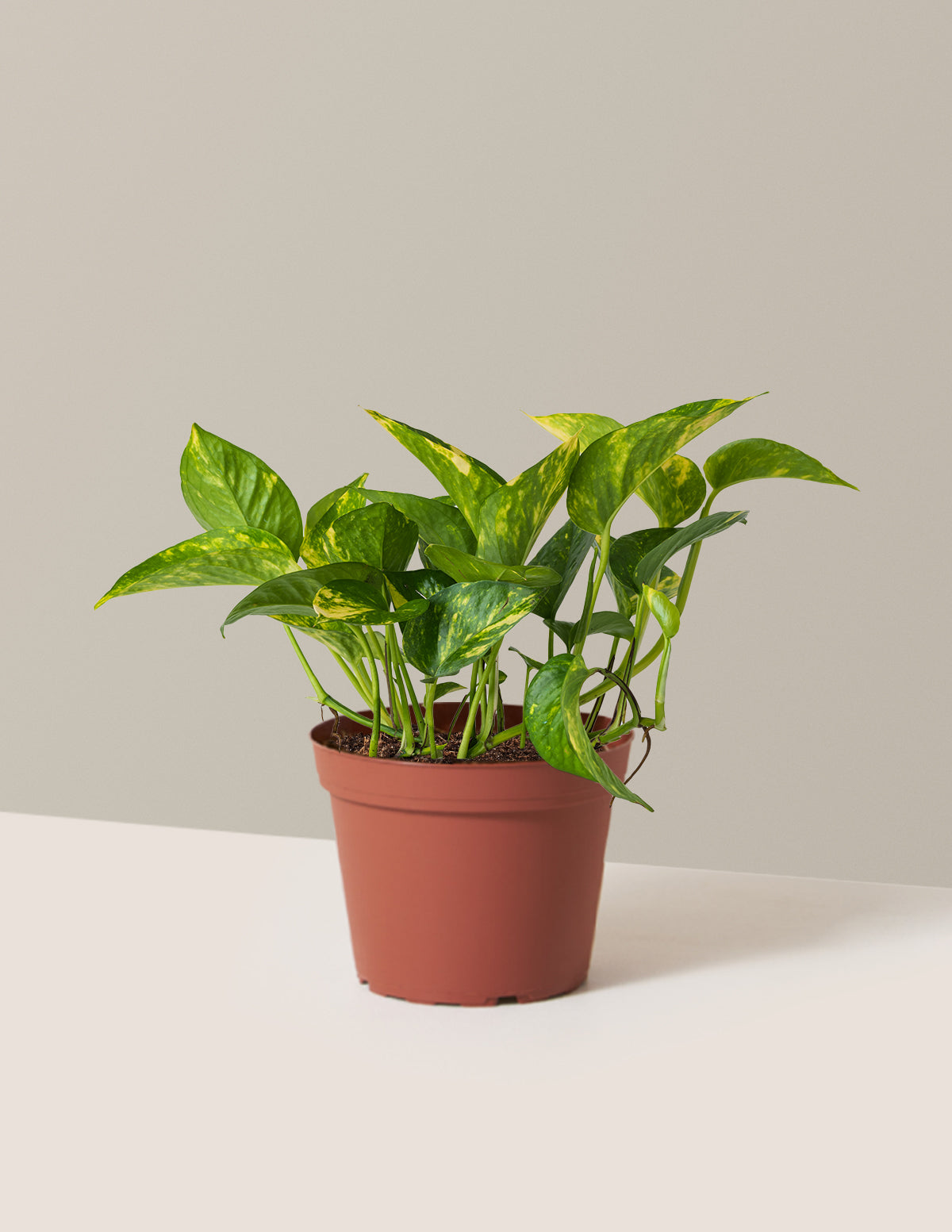bundle | Medium | Grow Pot