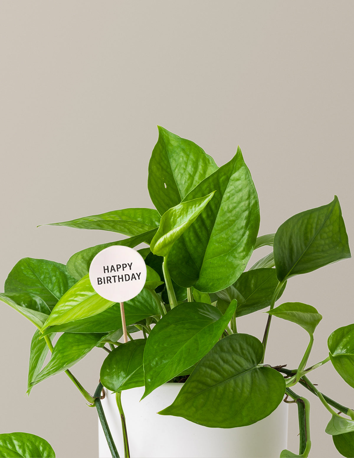 Happy Birthday Jade Pothos