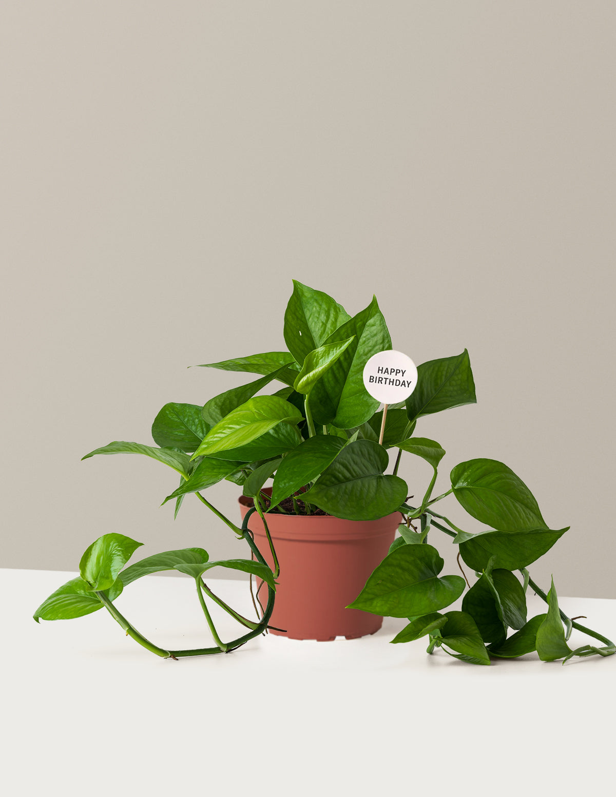 Happy Birthday Jade Pothos