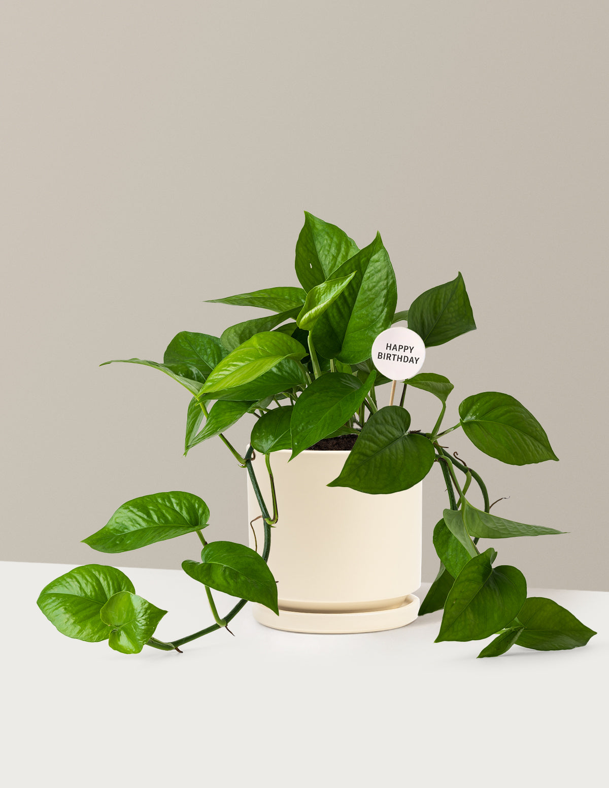 Happy Birthday Jade Pothos