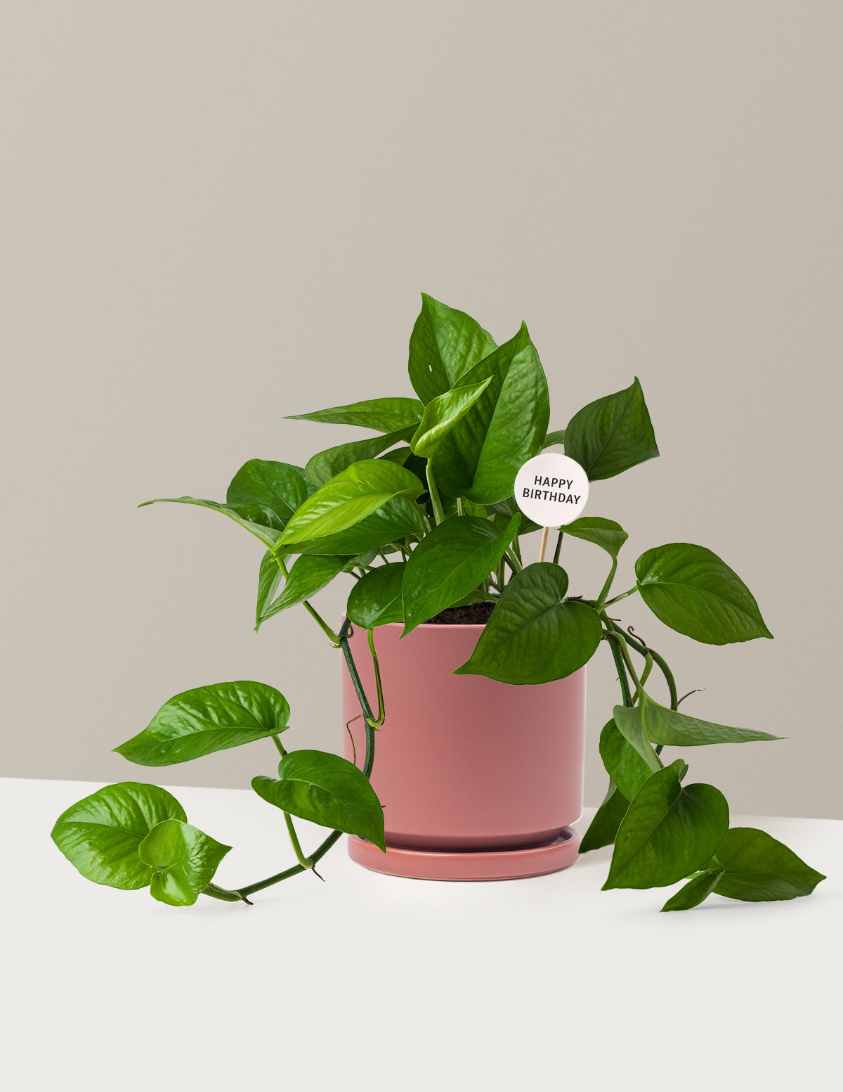 Happy Birthday Jade Pothos