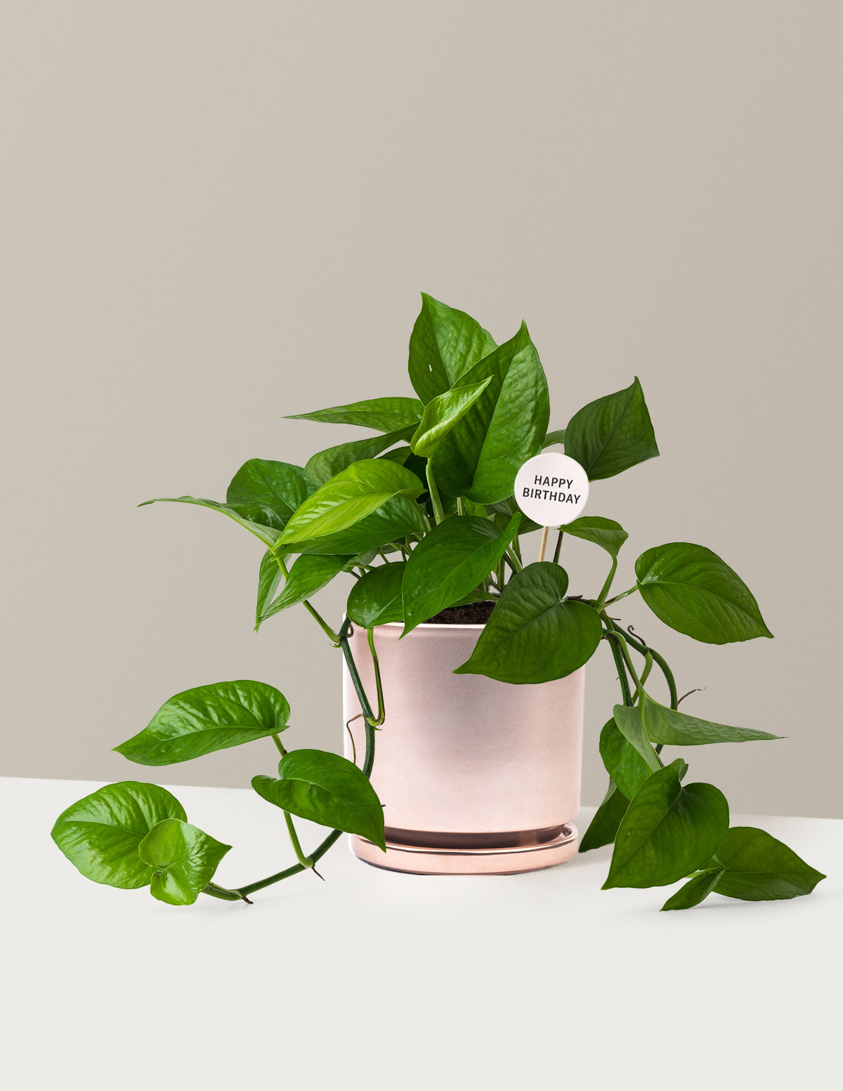 files/the-sill_Medium-Pothos-Jade-Happy-Birthday-Pop_Medium_Isabella-Rose-Gold_Variant.jpg