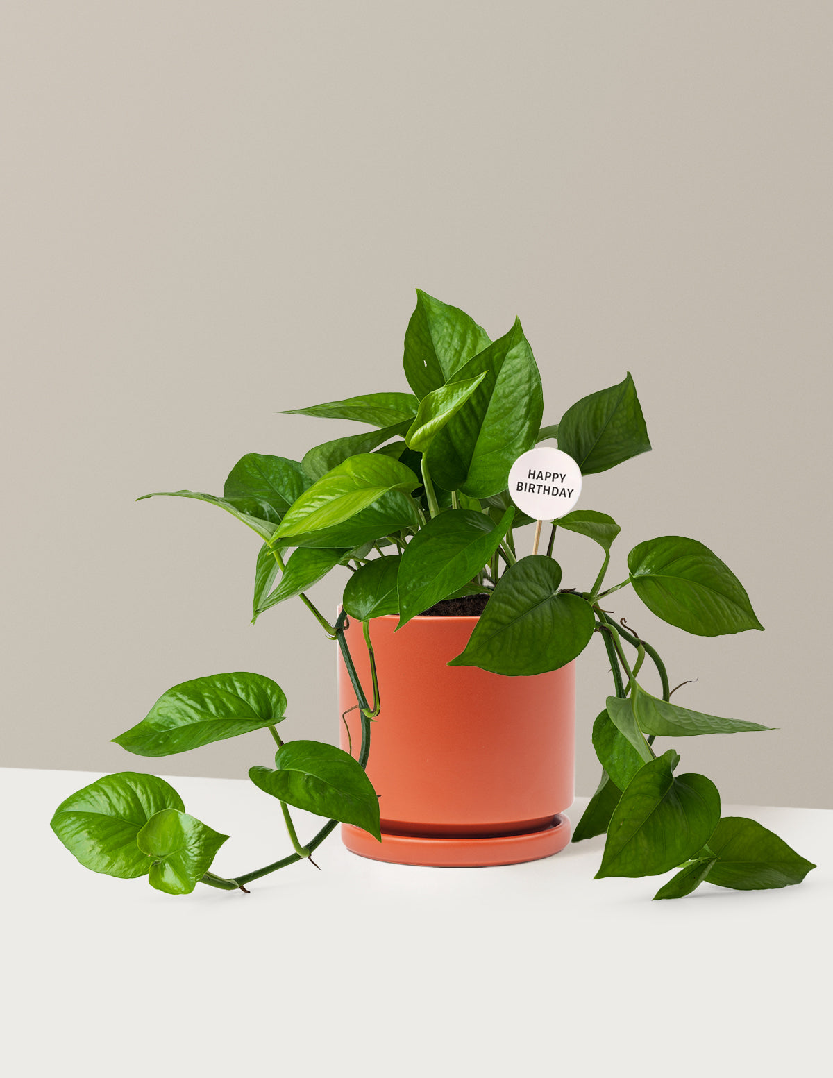 Happy Birthday Jade Pothos