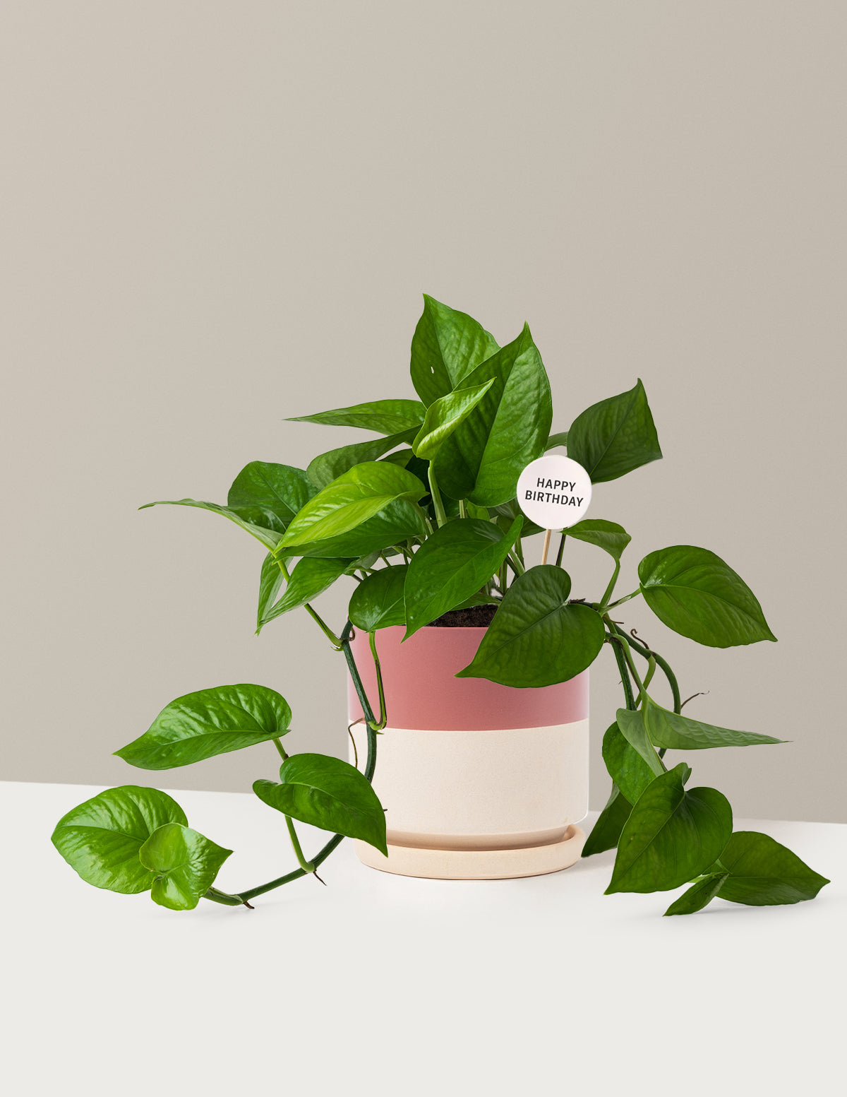 Happy Birthday Jade Pothos