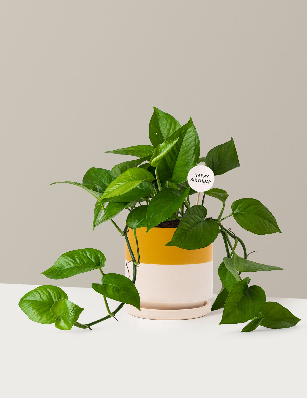 Happy Birthday Jade Pothos