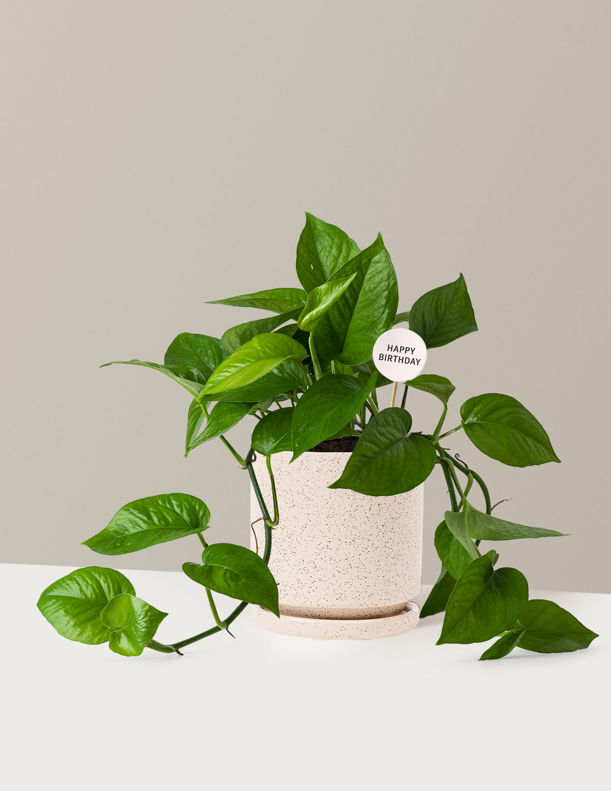 Happy Birthday Jade Pothos