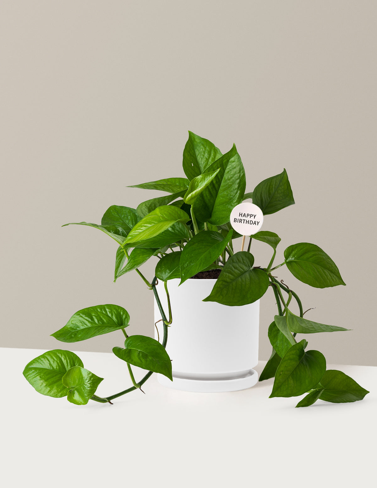 Happy Birthday Jade Pothos
