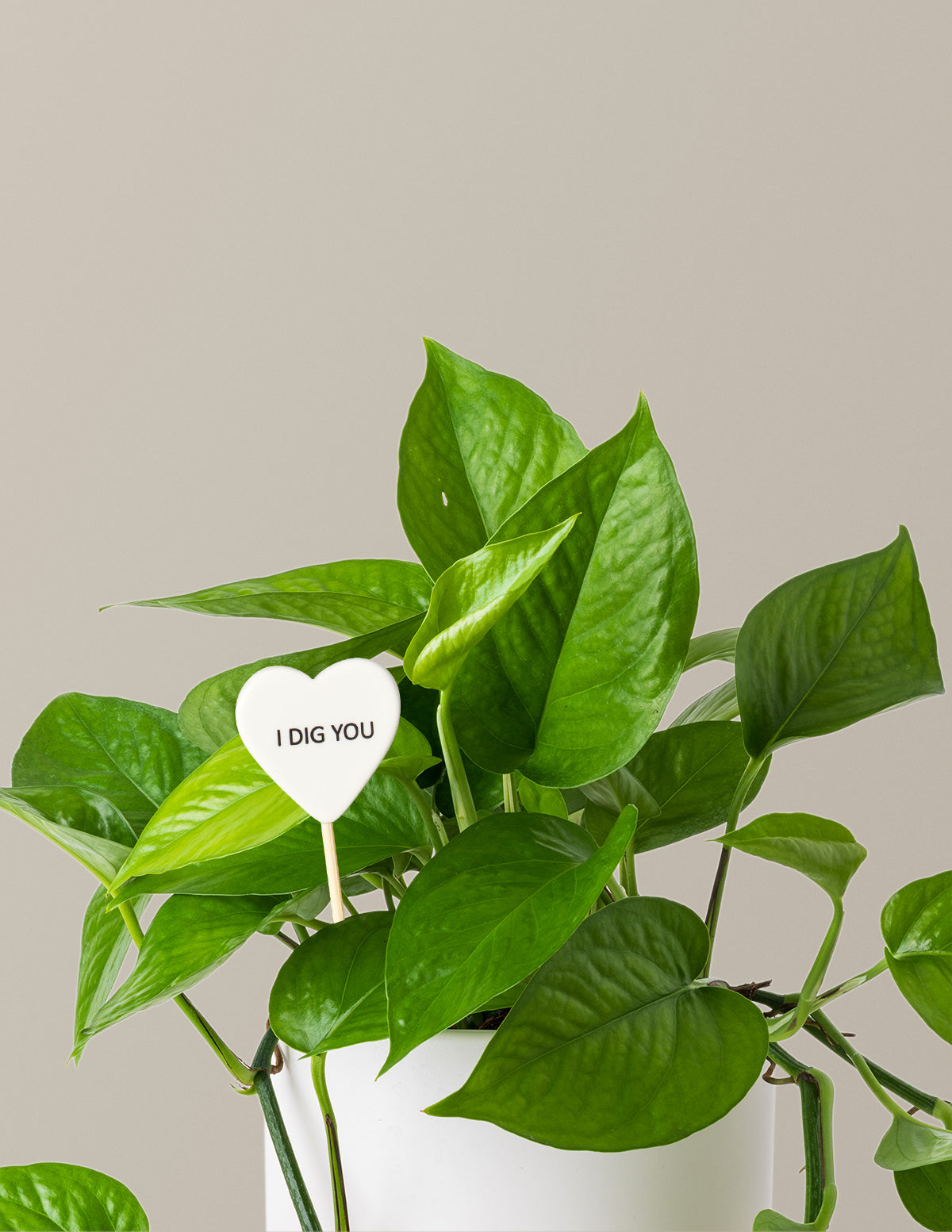 files/the-sill_Medium-Pothos-Jade-I-Dig-You-Pop_Gallery_1_1.jpg