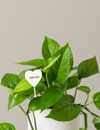I Dig You Jade Pothos