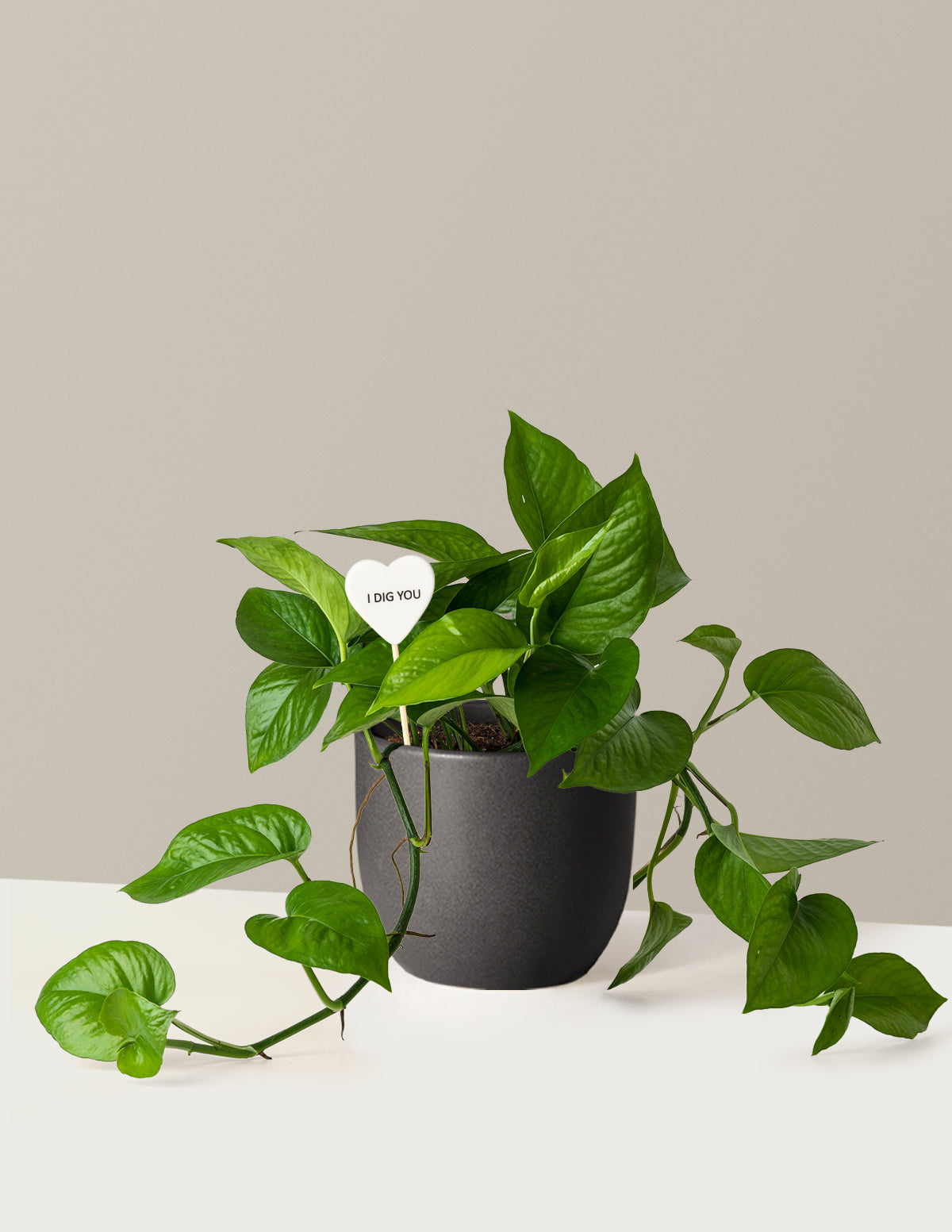 I Dig You Jade Pothos