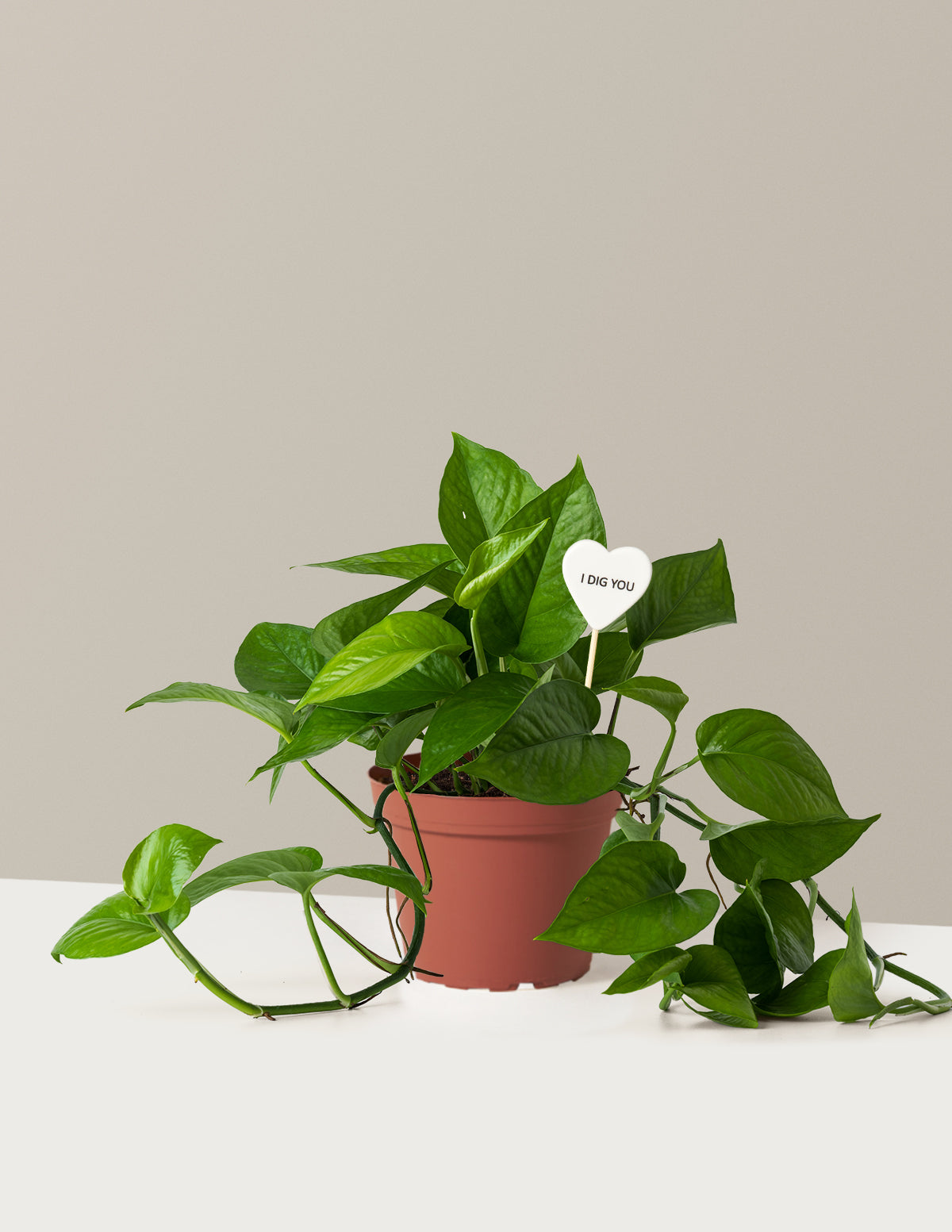 I Dig You Jade Pothos