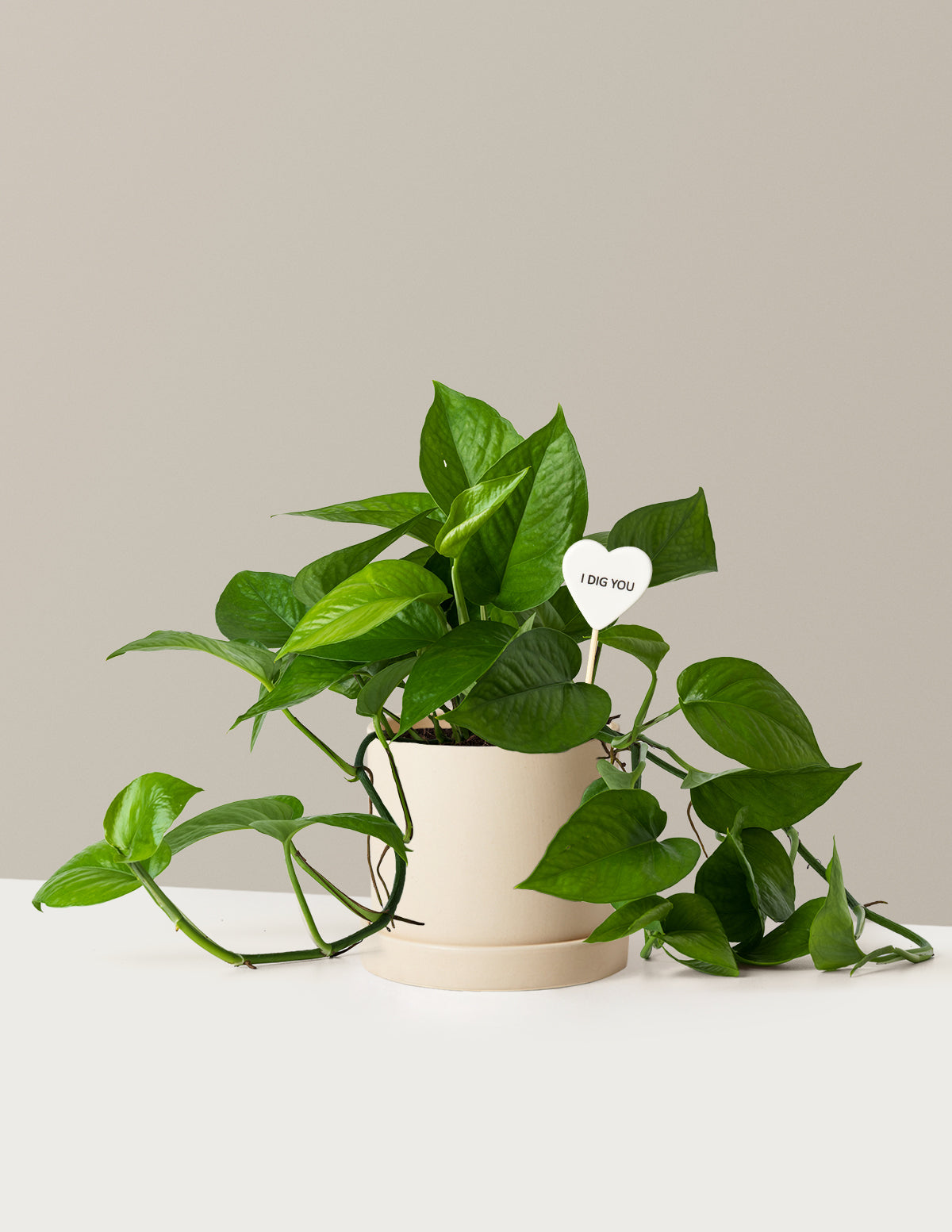 I Dig You Jade Pothos