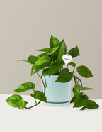 I Dig You Jade Pothos