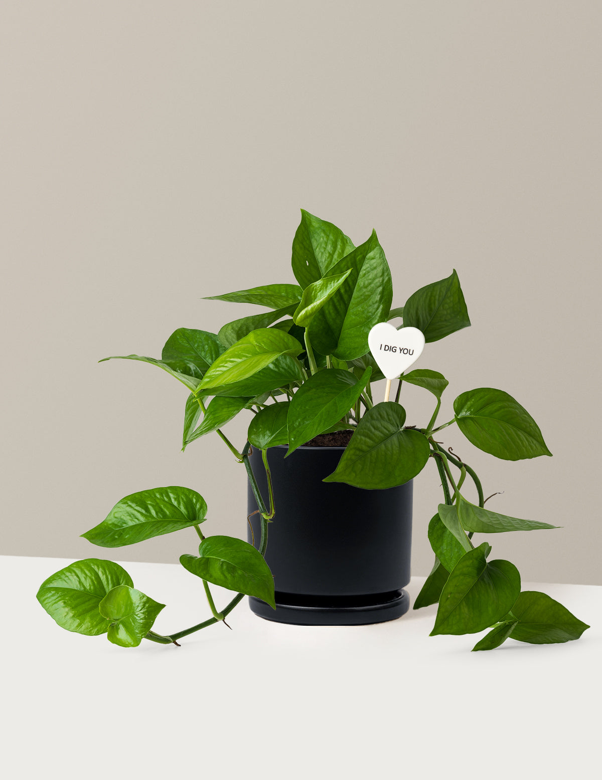 I Dig You Jade Pothos