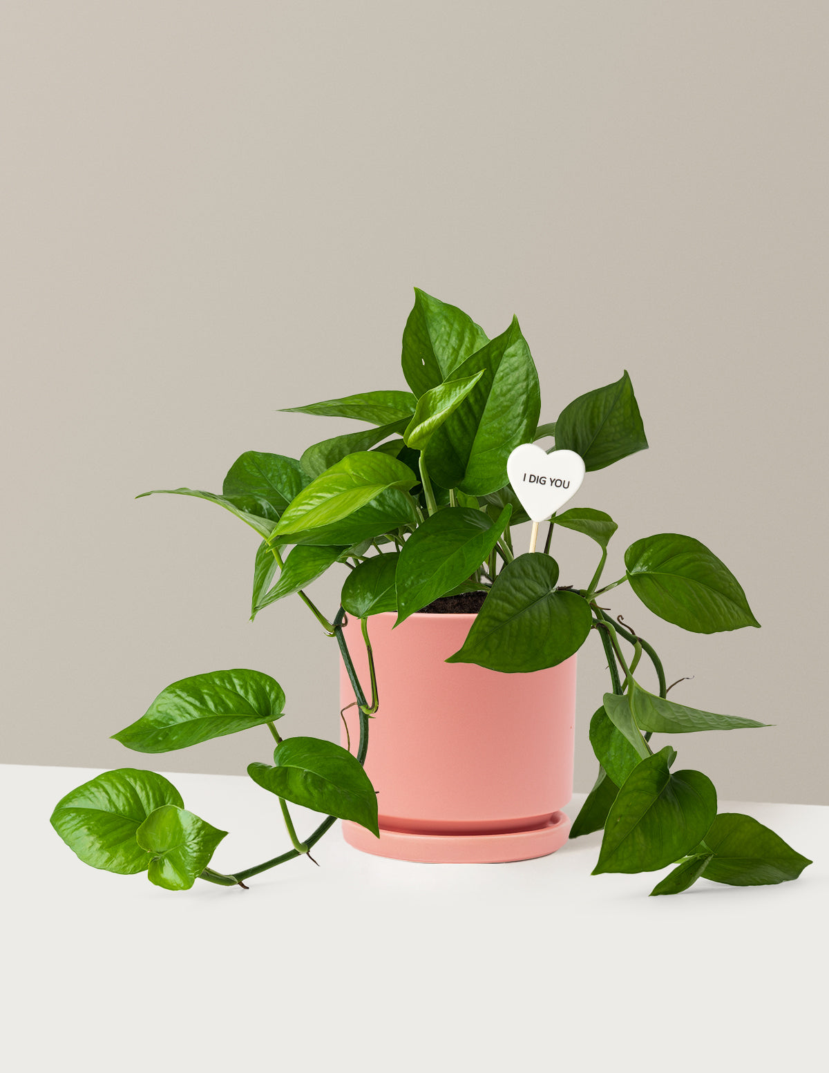 I Dig You Jade Pothos
