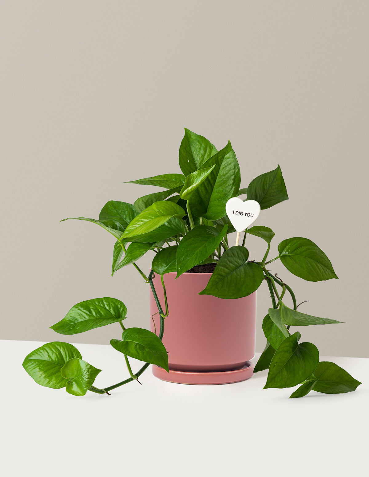 I Dig You Jade Pothos