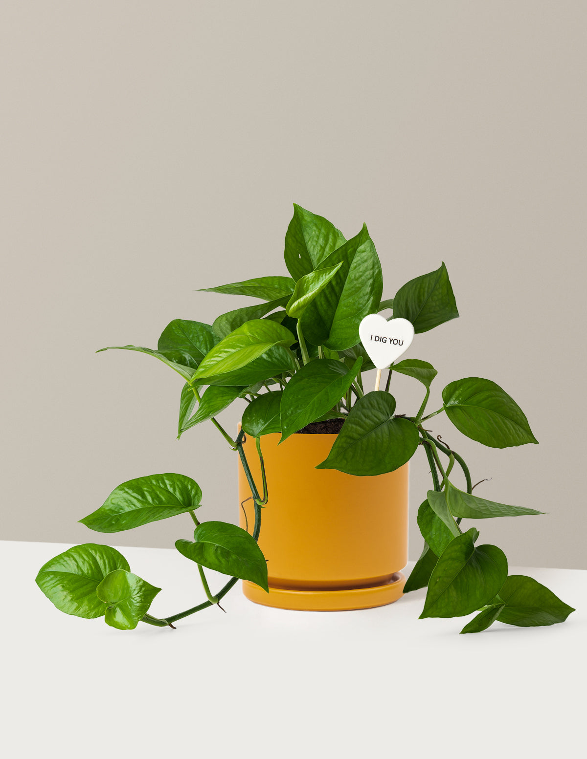 I Dig You Jade Pothos