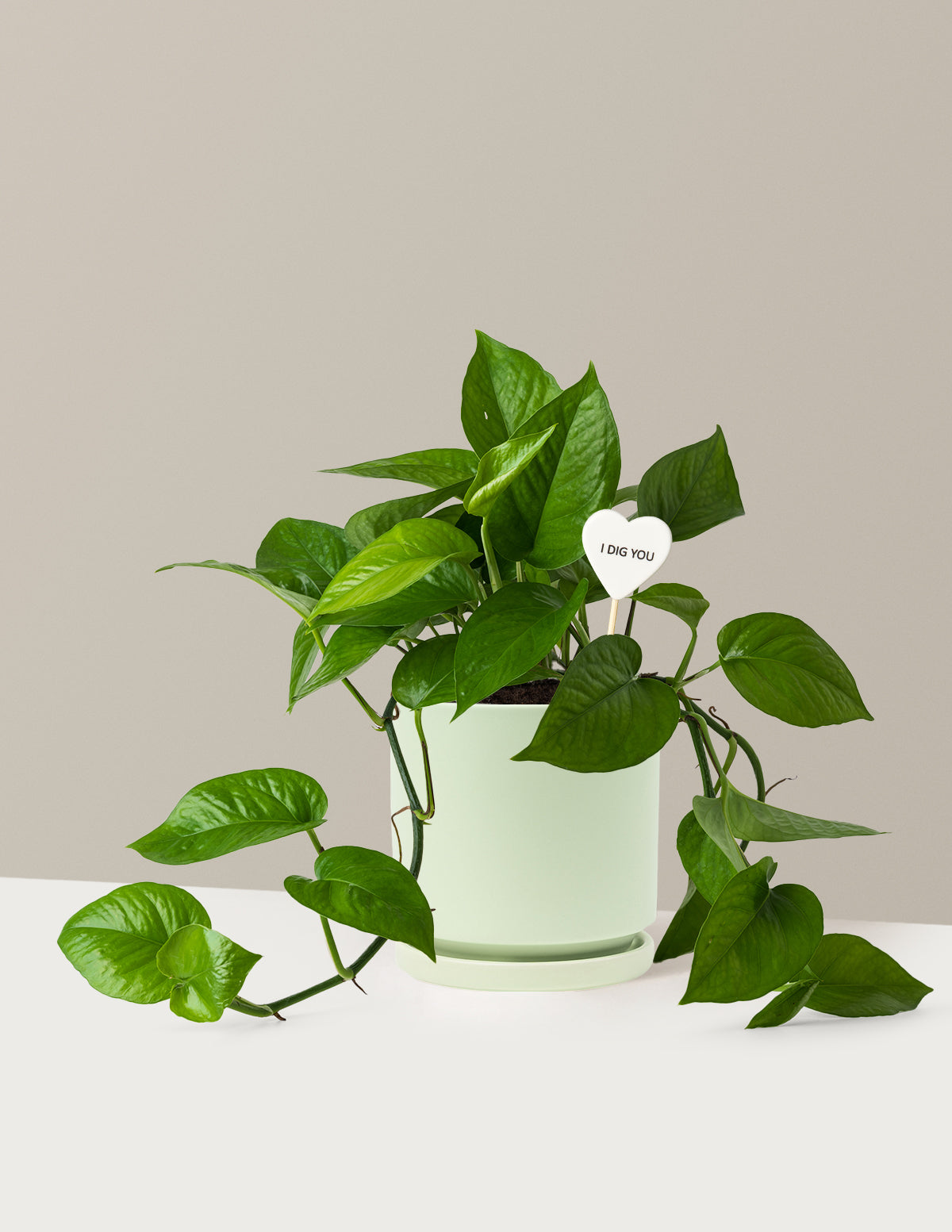 I Dig You Jade Pothos