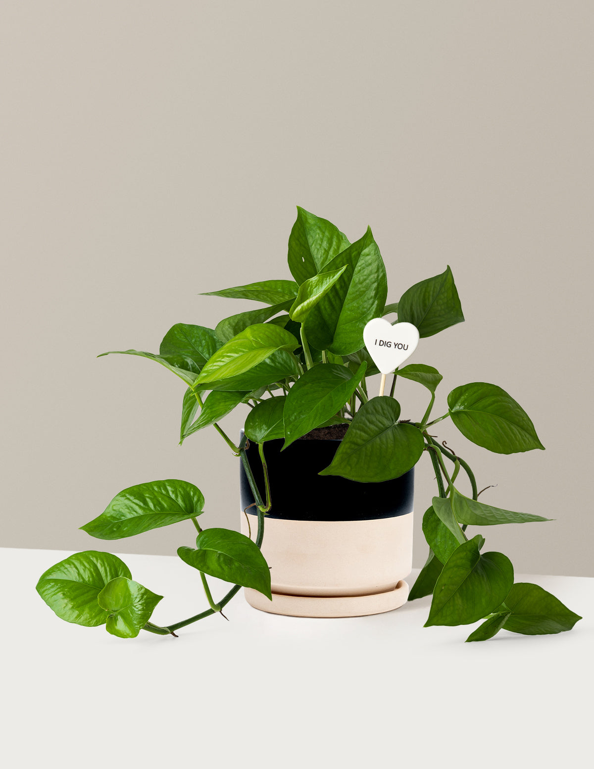 I Dig You Jade Pothos