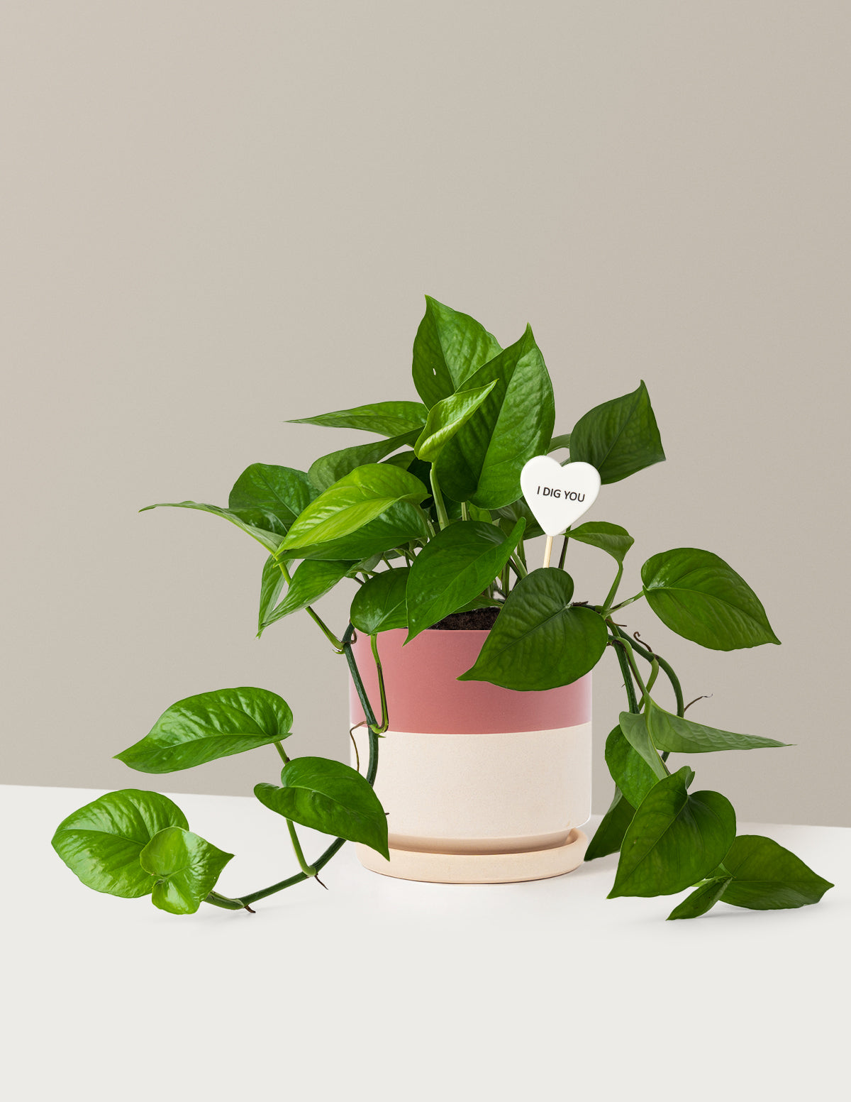 I Dig You Jade Pothos