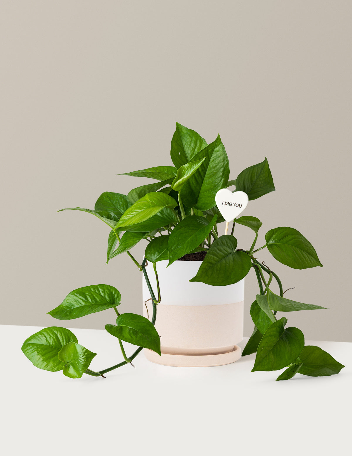 I Dig You Jade Pothos