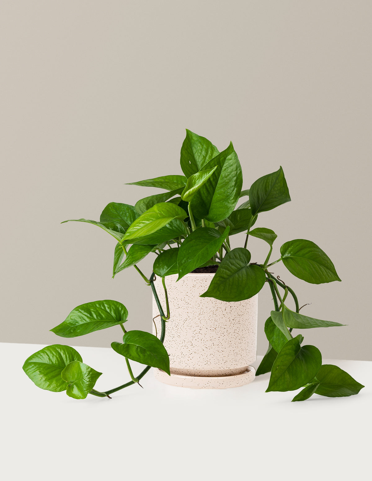 bundle | Medium | Isabella | White Sesame