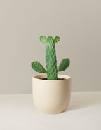 Prickly Pear Cactus Joseph's Coat
