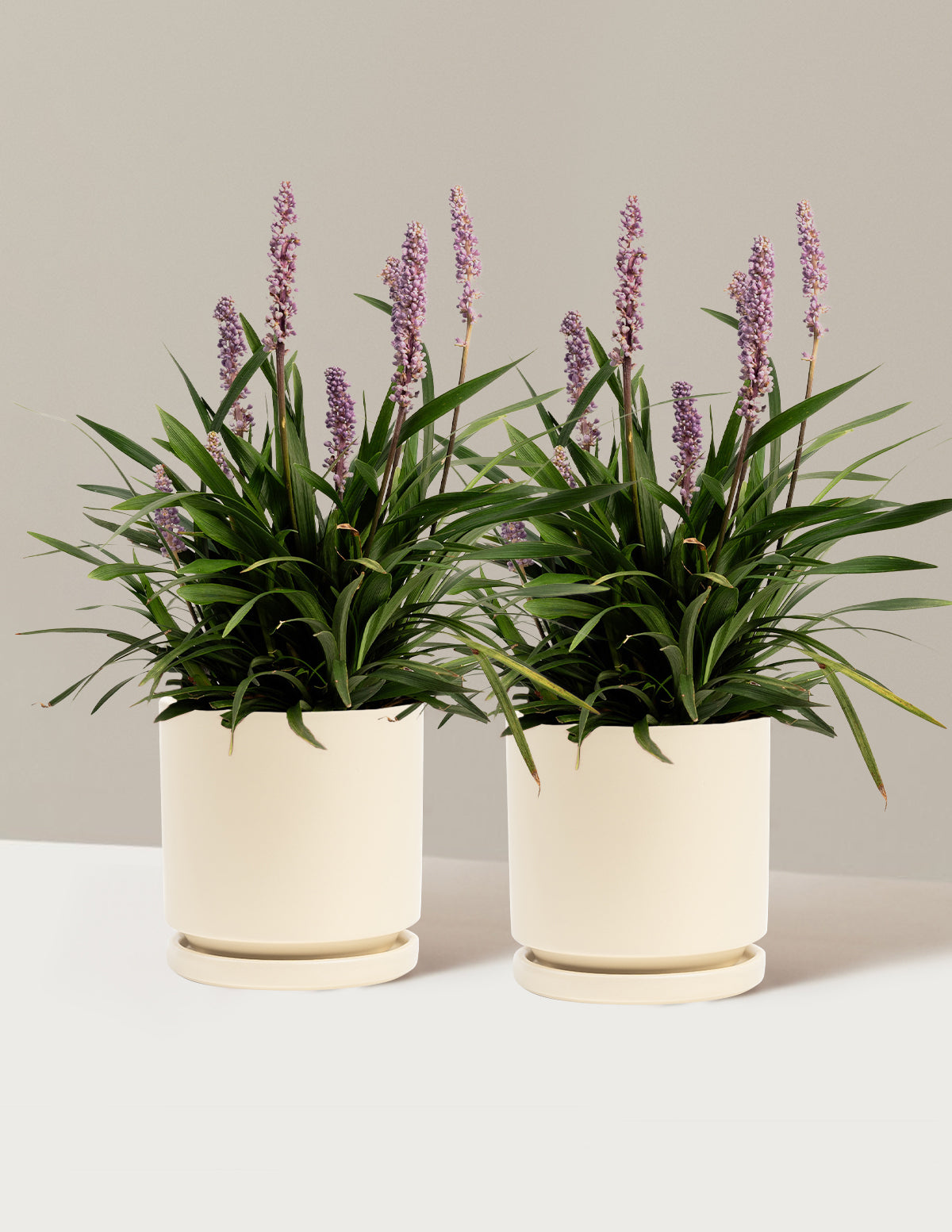 bundle | 1 Gallon - 2-Pack | Isabella | Almond