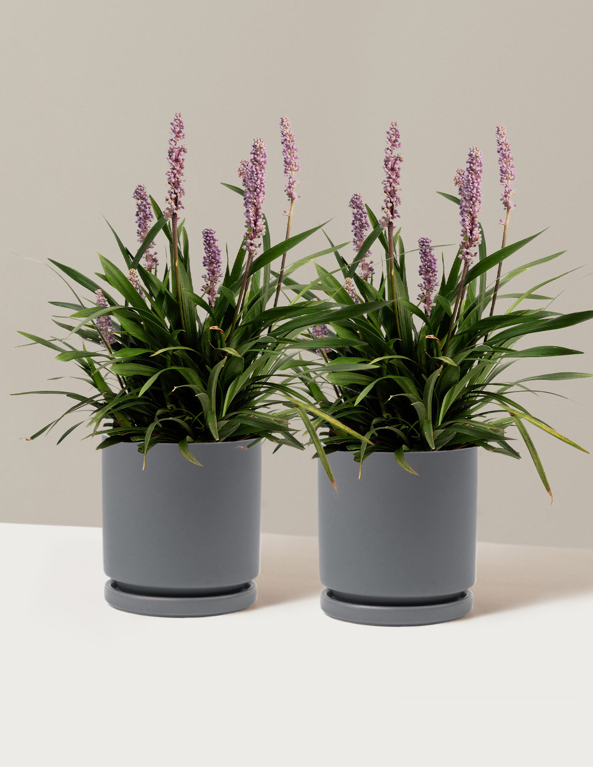 bundle | 1 Gallon - 2-Pack | Isabella | Granite