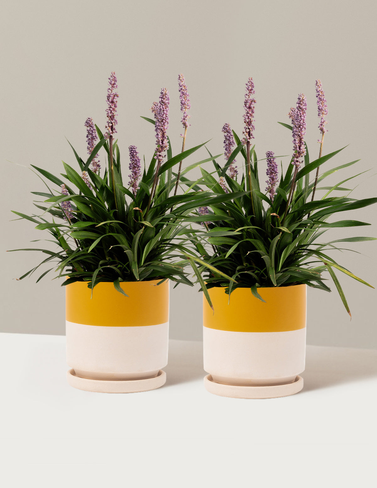 bundle | 1 Gallon - 2-Pack | Isabella | Top Half Mustard