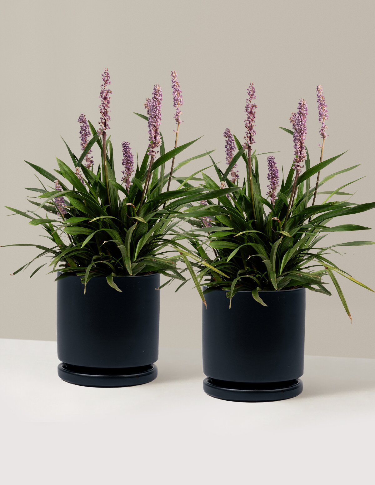 Purple Explosion™ Lilyturf