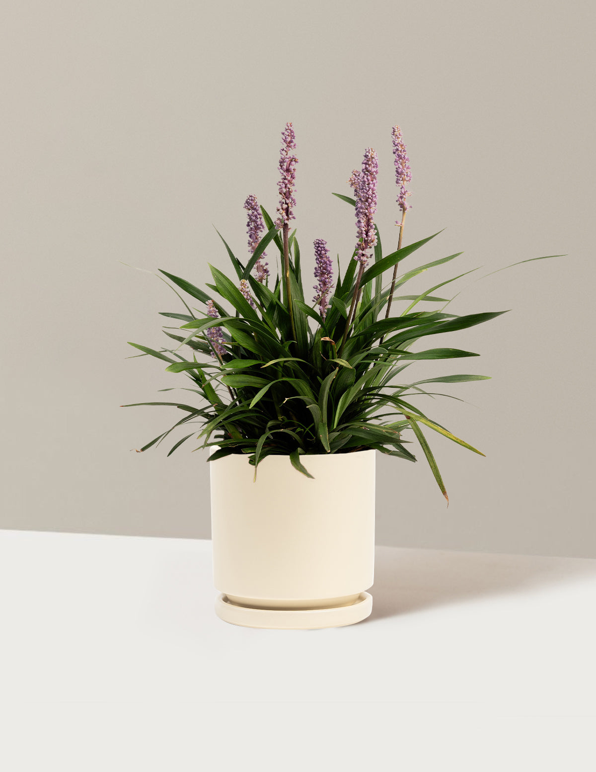 files/the-sill_Medium-Purple-Explosion-Lilyturf_Medium-Isabella-Almond_Variant.jpg