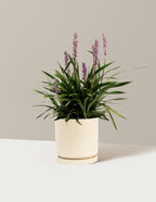 bundle | 1 Gallon - Single | Isabella | Almond