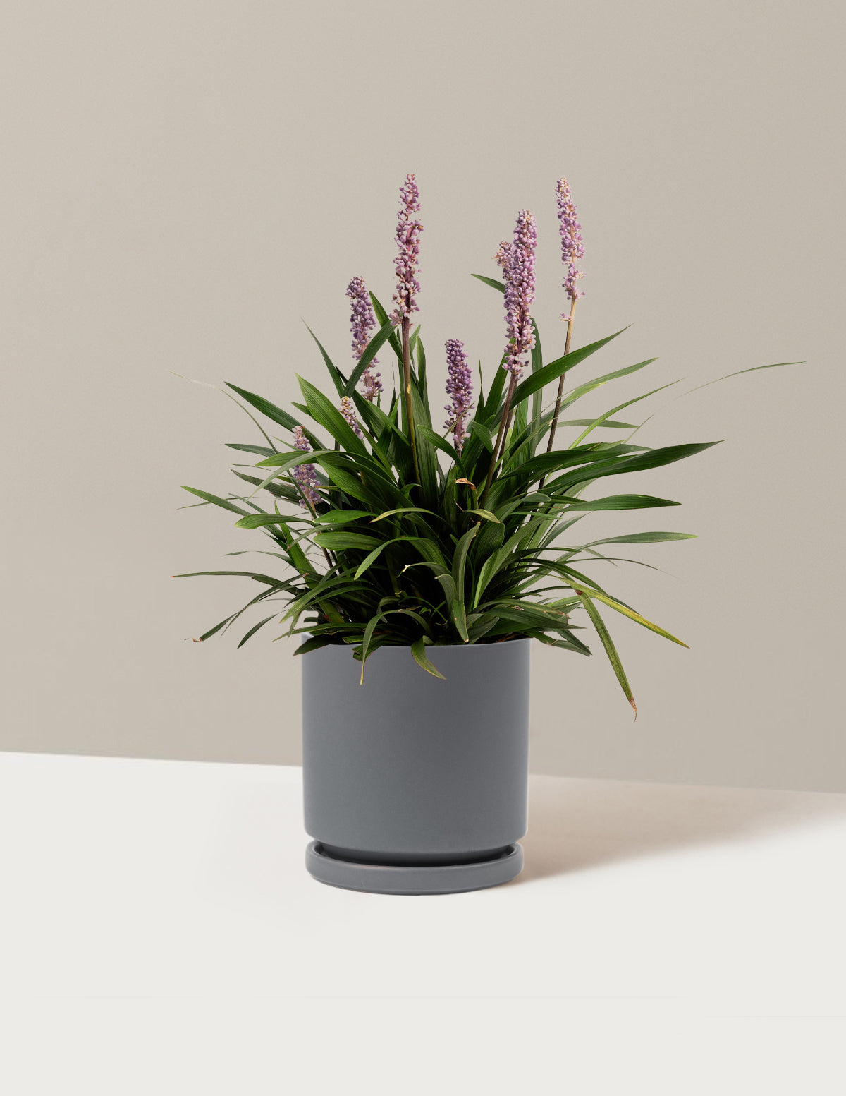 bundle | 1 Gallon - Single | Isabella | Granite