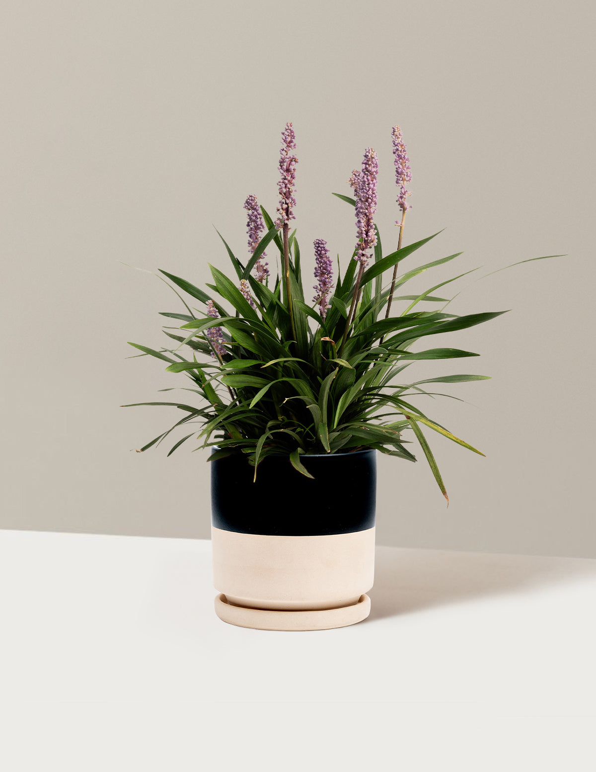 bundle | 1 Gallon - Single | Isabella | Top Half Black