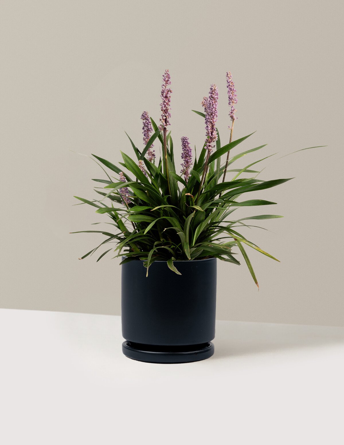 Purple Explosion™ Lilyturf