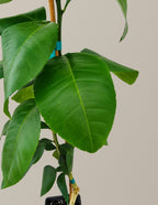 Ray Ruby Grapefruit Tree