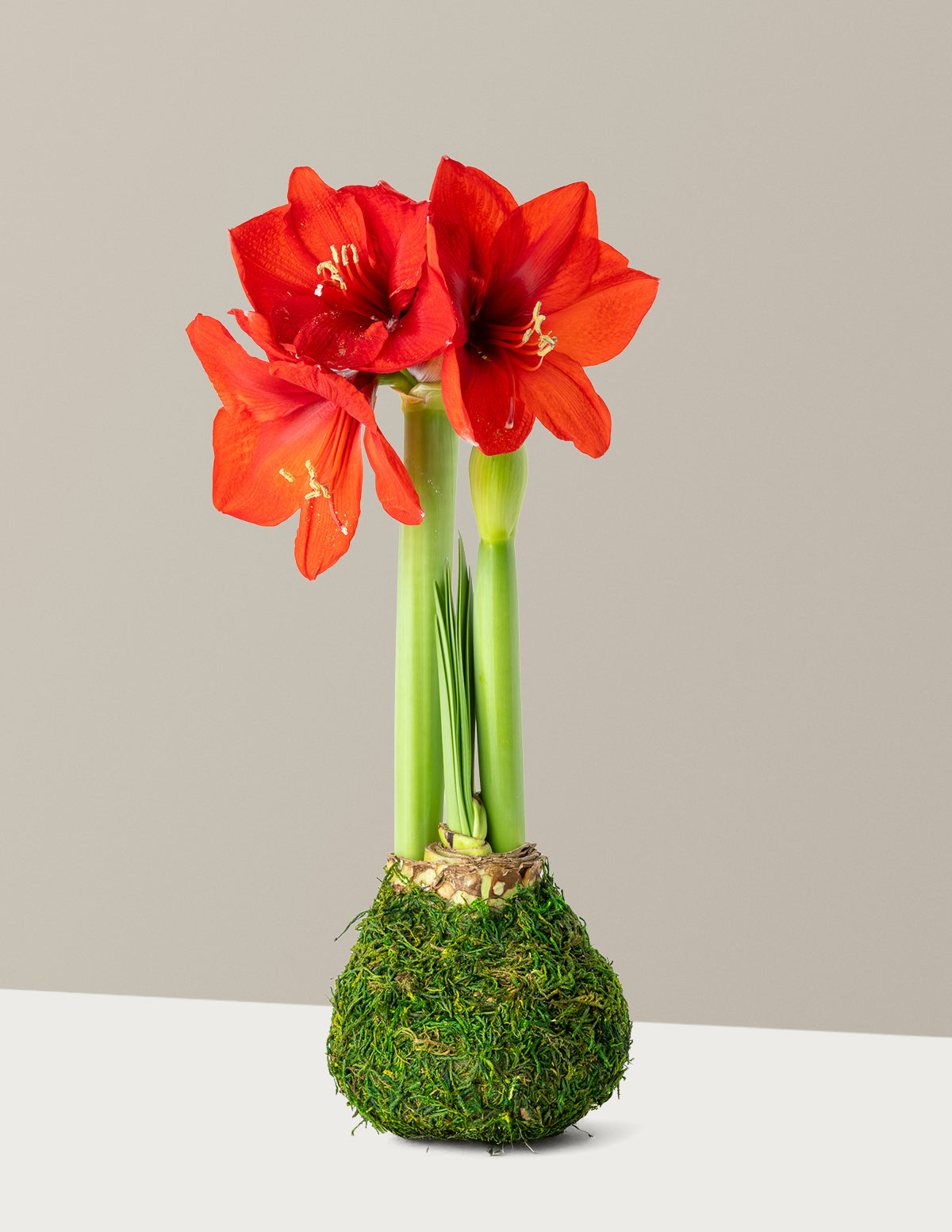 bundle | Moss | Red